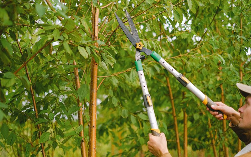 Tree trimming in Sumava Resorts, IN