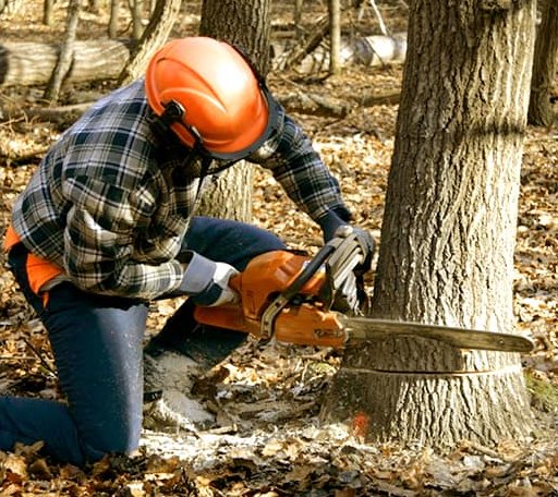 Tree Removal in Sumava Resorts, IN